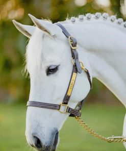 White Horse paint by numbers