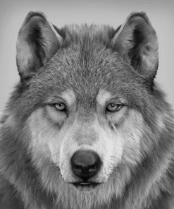 Wolf Portrait paint bu numbers