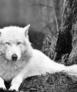 Woods White Wolf Relaxing paint by numbers