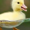 Yellow Cute Baby Duck paint by numbers