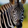 Zebra Animal paint by numbers