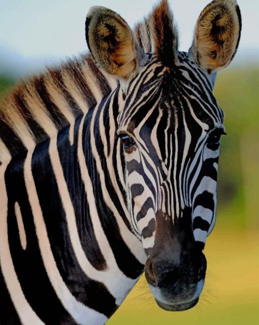 Zebra Animal paint by numbers