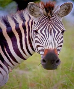 Zebra Face paint by numbers