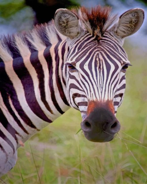 Zebra Face paint by numbers