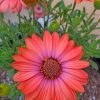 African Daisy flowers paint by numbers