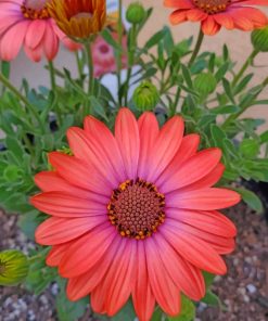 African Daisy flowers paint by numbers