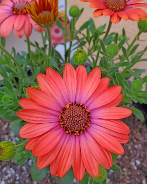 African Daisy flowers paint by numbers