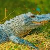 Alligator Resting Near A Lake paint by numbers