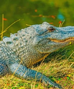 Alligator Resting Near A Lake paint by numbers