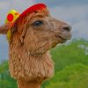 Alpaca Domesticated Llamas paint by numbers