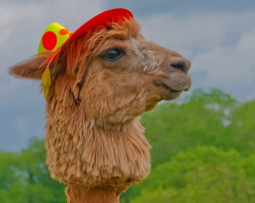 Alpaca Domesticated Llamas paint by numbers