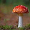 Amanita Mushrooms nature paint by numbers