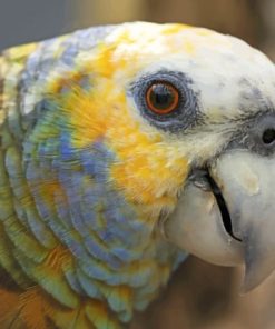 Amazon Parrot Eyes St Vincent paint by numbers