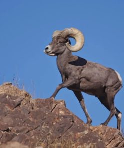 American Bighorn sheep Paint By Numbers