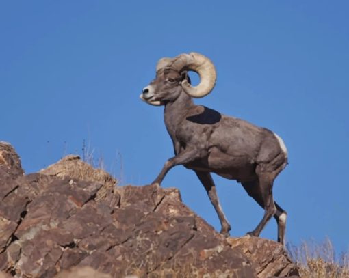 American Bighorn sheep Paint By Numbers