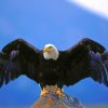 American Black Bald Eagle paint by numbers