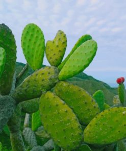 Attractive Green Cactus Paint By Numbers