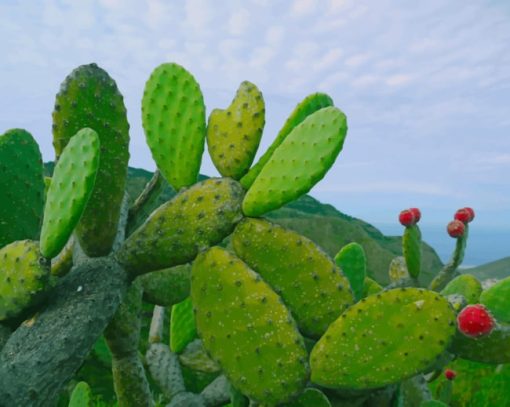 Attractive Green Cactus Paint By Numbers