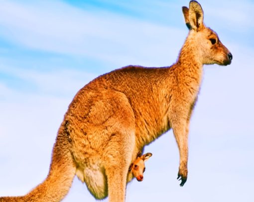 Australian Kangaroo Species paint by numbers