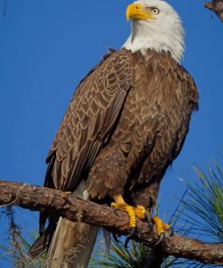 Bald Eagle paint by numbers