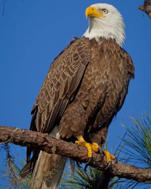 Bald Eagle paint by numbers