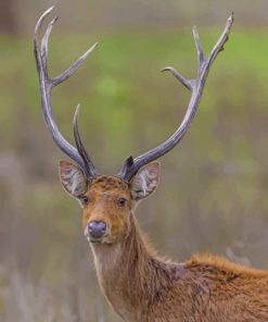 Barasingha In The Jungle paint by numbers