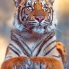 Bengal Tiger Animal paint by numbers