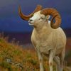 Bighorn Sheep paint by numbers