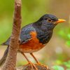 Izu Thrush Bokeh Bird paint by numbers