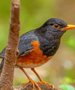 Izu Thrush Bokeh Bird paint by numbers