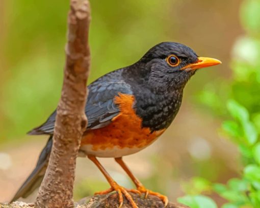 Izu Thrush Bokeh Bird paint by numbers