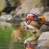 Mandarin Duck Bird paint by numbers