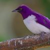 Birds Sturnus Branches Violet paint by numbers