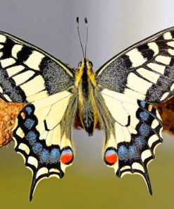 Black And White Butterfly Paint By Numbers