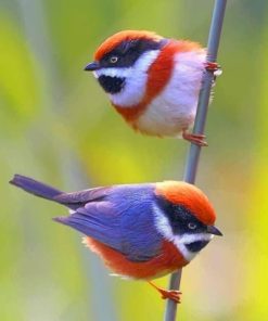 Black Throated Bushtit paint by numbers