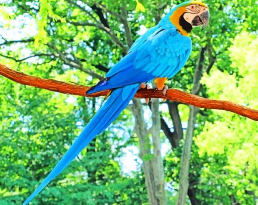 Blue Macaw Parrot Species paint by numbers