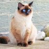 Blue Siamese Cat Eyes