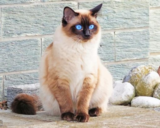 Blue Siamese Cat Eyes