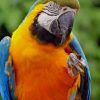 Blue And Yellow Macaw paint by numbers