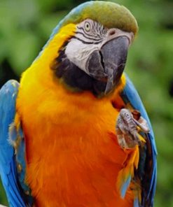 Blue And Yellow Macaw paint by numbers