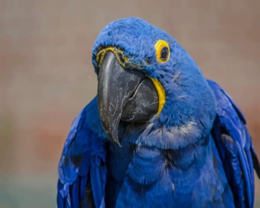 Blue Hyacinth Macaw paint by numbers