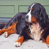 Bovaro Delbernese Dog