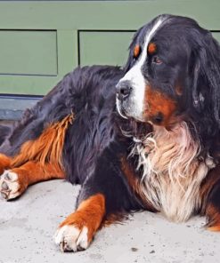 Bovaro Delbernese Dog