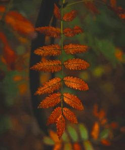 Brown Brusied Leaves paint by numbers