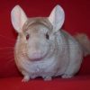 Brown Chinchilla Animal paint by numbers