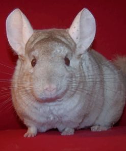 Brown Chinchilla Animal paint by numbers