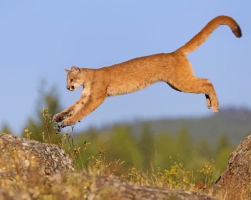 Brown Cougar Animal Jumping paint by numbers