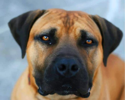 Brown Dog Black Mouth Cur paint by numbers