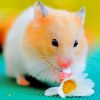 Brown Hamster Eating Flower paint by numbers