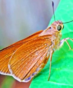 Brown Skipper Butterfly paint by numbers